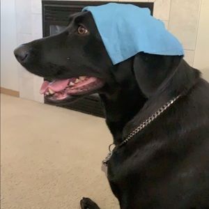 Meet your Posher, Maddie